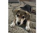 Adopt Beau a Beagle