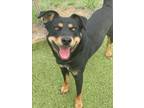 Adopt ZANE a Rottweiler, Mixed Breed