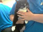 Adopt ESQUIRE a Domestic Short Hair