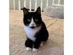 Adopt Mouse a Domestic Short Hair