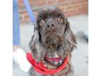 Adopt Mr. Herman a Cocker Spaniel