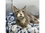 Adopt Garrison--In Foster***ADOPTION PENDING*** a Domestic Short Hair