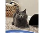 Adopt Pontoon--In Foster a Domestic Short Hair