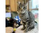 Adopt Trombone--In Foster***ADOPTION PENDING*** a Domestic Short Hair