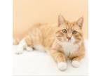 Adopt Bello a Domestic Short Hair