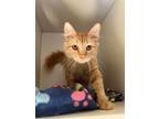 Adopt Waffles a Domestic Medium Hair, Domestic Short Hair