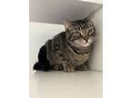 Adopt Crossant a Domestic Short Hair