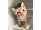 Adopt Benedict a Domestic Short Hair