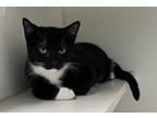 Adopt Shimmy a Domestic Short Hair