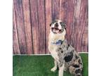 Adopt Bandit a Australian Shepherd, Labrador Retriever