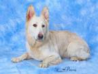 Adopt ANDERS a German Shepherd Dog, Mixed Breed