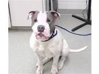 Adopt SIRIUS a Pit Bull Terrier, Mixed Breed