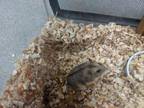 Adopt HAMMY DAVIS JR. a Hamster