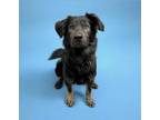 Adopt HAKU a German Shepherd Dog, Mixed Breed
