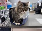 Adopt MUNCHIE a Domestic Long Hair, Domestic Short Hair