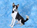 Adopt FEN a Husky, Mixed Breed