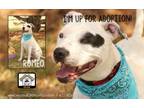 Adopt Romeo a Staffordshire Bull Terrier