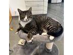 Adopt Lawrence a Domestic Short Hair