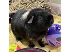 Adopt Cocobean a Guinea Pig