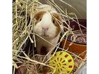 Adopt Melon a Guinea Pig