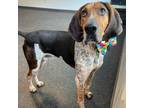 Adopt Gunner a Bluetick Coonhound