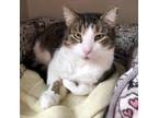 Adopt Jedi a Domestic Short Hair