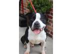 Adopt Bebo a Pit Bull Terrier