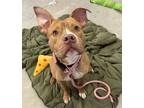 Adopt Hoppy a Pit Bull Terrier, Mixed Breed