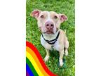 Adopt Bugsy a Pit Bull Terrier, Mixed Breed