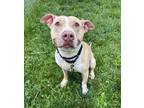 Adopt Bugsy a Pit Bull Terrier, Mixed Breed