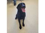 Adopt Thin Mint a Labrador Retriever, Mixed Breed