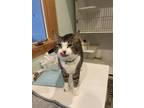 Adopt Simba a Domestic Short Hair