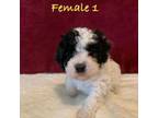 Maltipoo Puppy for sale in Ruby, SC, USA