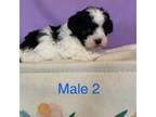 Maltipoo Puppy for sale in Ruby, SC, USA