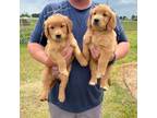 Golden Retriever Puppy for sale in Weatherford, TX, USA