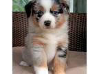 Miniature Australian Shepherd Puppy for sale in Blacksburg, SC, USA