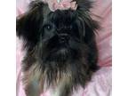 Shih Tzu Puppy for sale in Ocala, FL, USA