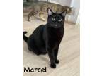 Adopt Marcel a Domestic Short Hair