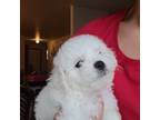 Bichon Frise Puppy for sale in Auburn, WA, USA