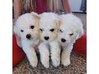 AKC Bichon Frise Puppies