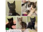 Adopt The Chocolate Litter a American Shorthair