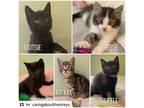 Adopt Chocolate Litter a American Shorthair