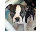 Boston Terrier Puppy for sale in Santa Rosa, CA, USA