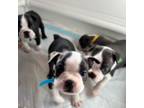 Boston Terrier Puppy for sale in Santa Rosa, CA, USA