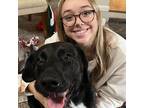 Experienced Cincinnati Pet Sitter Reliable, Affordable Care