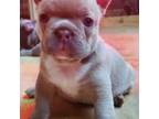 French Bulldog Puppy for sale in Katy, TX, USA