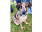 Adopt Artemis Louisiana a Australian Cattle Dog / Blue Heeler, Cattle Dog