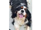 Adopt Doug a Cavalier King Charles Spaniel