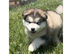 Alaskan Malamute Puppy for sale in Montezuma, KS, USA