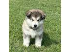 Alaskan Malamute Puppy for sale in Montezuma, KS, USA